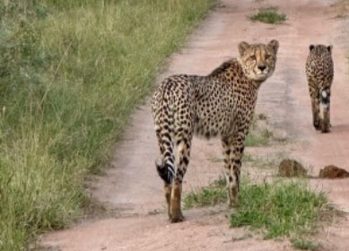 Südafrika 1
